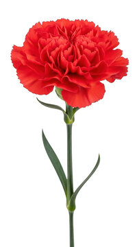 Single Vibrant Red Carnation Flower with Green Stem and Leaves Isolated on Transparent Background