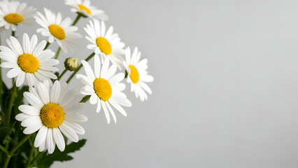 Obraz premium A bouquet of white daisies with yellow centers on a gray background