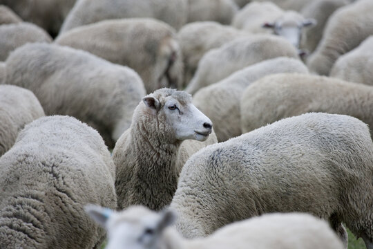 View of a dense flock of sheep with thick, white wool huddling closely together under a soft, overcast sky, creating a sea of fluffy textures, Wanaka, Otago Region, New Zealand.