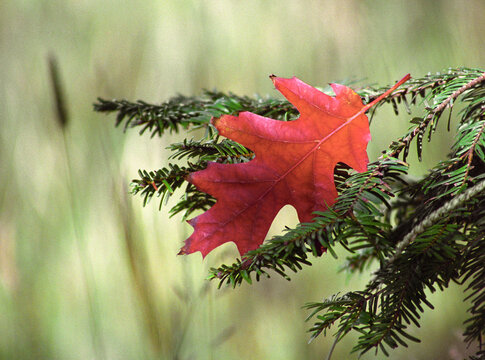 View of a vibrant red leaf resting delicately on the deep green needles of a pine branch, a striking contrast in color and texture, Wanaka, Otago Region, New Zealand.