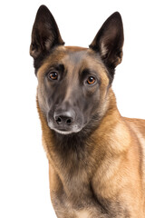Belgian Malinois Shepherd Dog Portrait Looking at Camera Isolated on Transparent Background PNG
