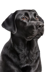 Black Labrador Retriever Dog Looking Up with Amber Eyes Isolated on Transparent Background PNG