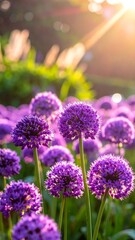 Allium field with purple spheres and light flares, softly blurred for a dreamy, warm, floral scene