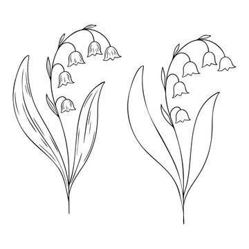 Lily of the valley - may birth month flower, line art vector set in monochrome style. Hand drawn botanical illustration. Floral sketch expressing individuality, minimalism and tattoo design concepts.