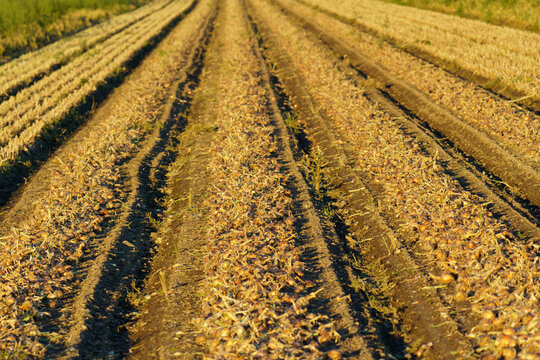 A wide view of a large-scale onion crop (Allium cepa) laid out in windrows for the critical field-drying (curing) process, a step necessary for long-term storage and mechanized harvesting.