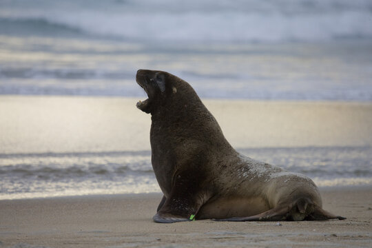 View of a sea lion roaring on the sandy beach with waves gently crashing in the background, Purakaunui, Otago Region, New Zealand.