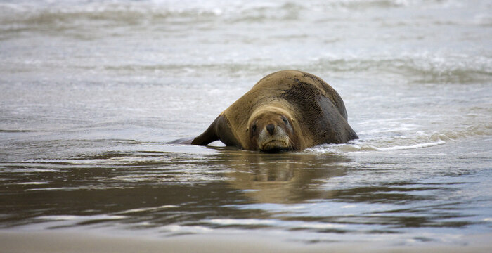 View of a sea lion rests on the sandy beach as gentle waves lap around it, reflecting the animal's smooth fur, Purakaunui, Otago Region, New Zealand.