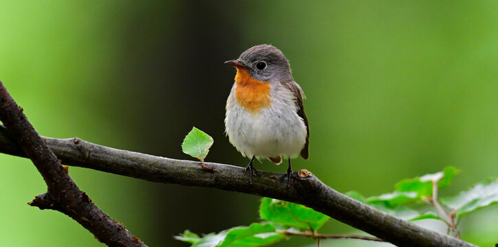 Red-breasted flycatcher // Zwergschn&auml;pper (Ficedula parva) 