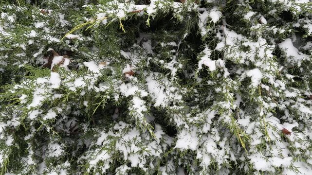 Ornamental juniper bush covered with snow during the snowfall