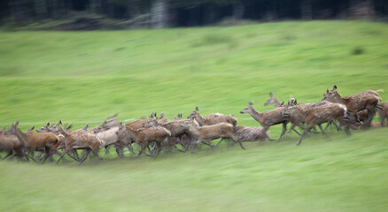 View of a dynamic herd of deer bursts across the vibrant green field, their forms blurred by rapid movement, against a backdrop of serene, blurred trees, Christchurch, West Coast Region, New Zealand.
