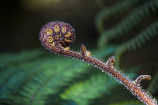 View of a tightly coiled koru fern frond unfurling, its delicate brown hairs catching the light against a backdrop of vibrant green fronds, Christchurch, West Coast Region, New Zealand.