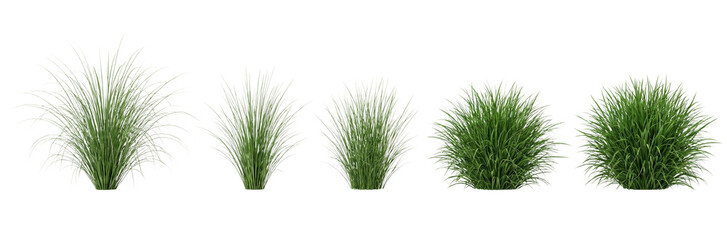 Five Green Grass Bushes Isolated on White Background