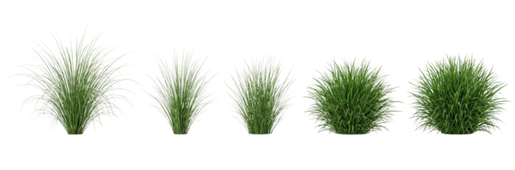 Five Green Grass Bushes Isolated on White Background