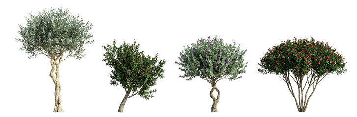 Obraz premium Collection of Four Diverse Trees Isolated on White Background