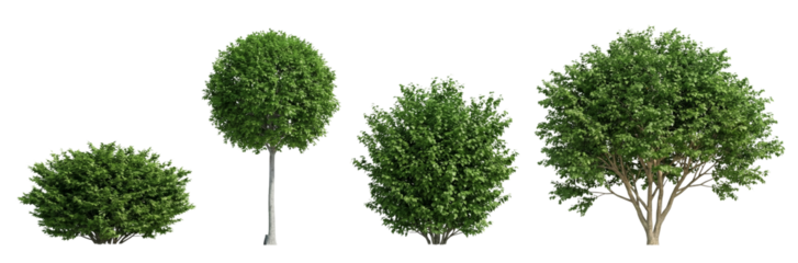 Set of Four Green Garden Plants and Trees Isolated on White Background