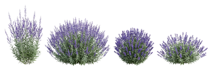 Four Lavender Plants Isolated on White Background