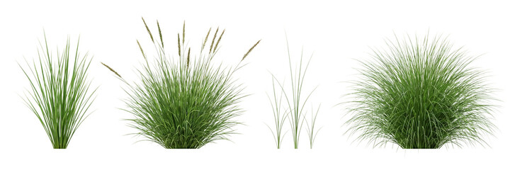 Set of Green Ornamental Grasses Isolated on White Background