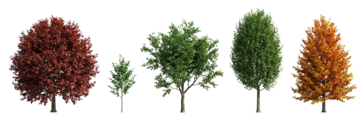 Diverse Trees Collection Isolated on White Background