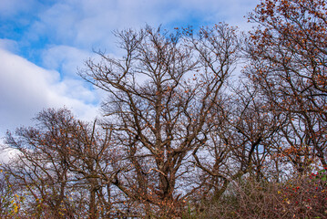 Waldrand mit entlaubten B&auml;umen
