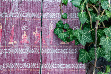 Efeu rankt an Holzwand