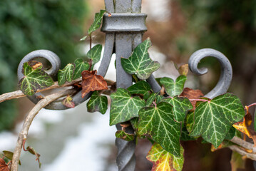 Efeu rankt an Zaun