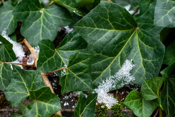 Efeubl&auml;tter mit Schnee