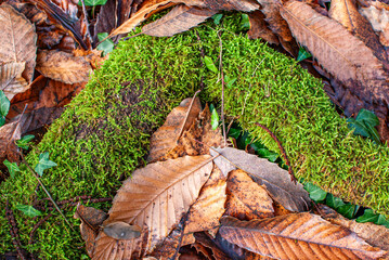 Totholz mit Moosbewuchs