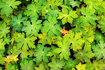 Geranium Bl&auml;tter