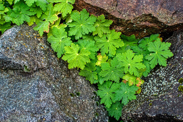 Gernanium Bl&auml;tter in einem Steingarten