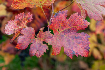 Weinbl&auml;tter in Herbstfarben
