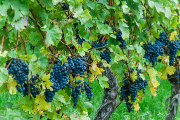 Rebst&ouml;cke mit Weintrauben