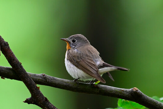 Red-breasted flycatcher // Zwergschn&auml;pper (Ficedula parva) 