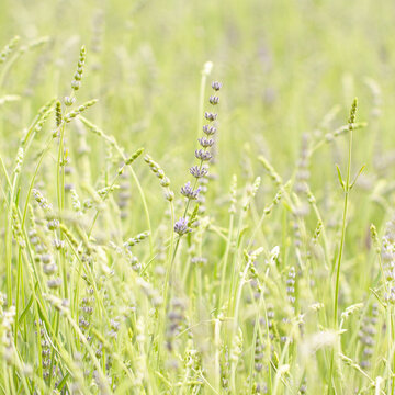 Delicate blue lavender blooming in a field