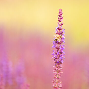 Bee sits on a blooming sage