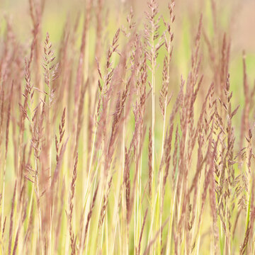 Cereal panicles of grass in a field