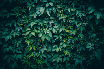 A close up of dark green virginia creeper leaves pattern texture