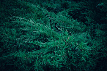 Dark green Juniper bush branches pattern texture