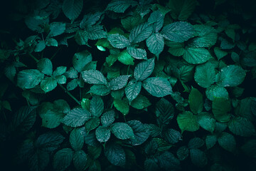 A close up of a wild dark green blackberry leaves with rain drops on a meadow texture pattern