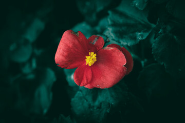 A close up of red Begonia flower and green leaves