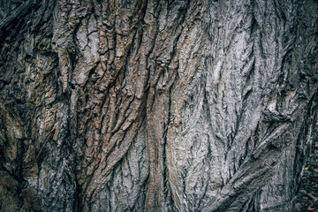 A close up of Carolina poplar tree bark