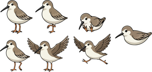Fototapeta premium vector illustration of sandpiper funny cute cartoon mascot character cartoon with 7 poses 01