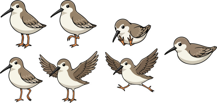 vector illustration of sandpiper funny cute cartoon mascot character cartoon with 7 poses 01