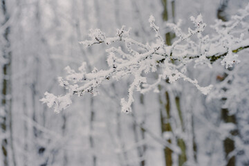 Winter forest branches with berries