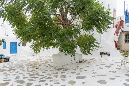View of a robust tree with green leaves stands centered amidst whitewashed buildings and a stone-paved ground, bathed in sunlight, creating a serene atmosphere, Mykonos, Greece.