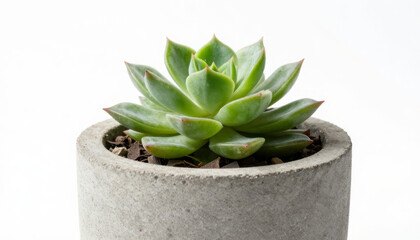 Close-up of a bright green succulent plant in a round gray concrete pot on a white background