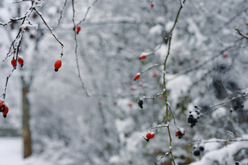 Snowy branches with red berries