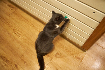 Curious gray domestic cat playing with a small wall-mounted toy inside a cozy wooden house. Cute pet exploring, scratching and sniffing indoors, warm light, home comfort, playful behavior