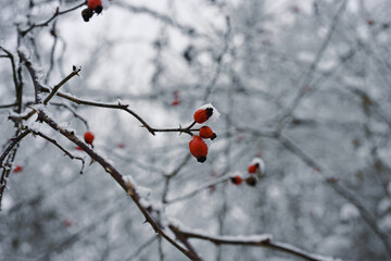 Winter branches with red berries