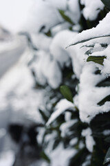 Winter branch with green leaves and snow
