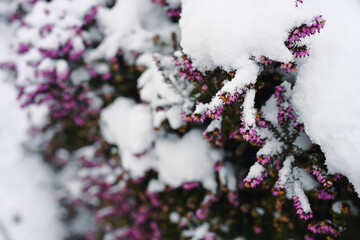 Snow covered heather flowers